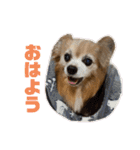 愛犬ごくぅのスタンプ①（個別スタンプ：1）