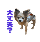 愛犬ごくぅのスタンプ①（個別スタンプ：3）