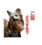 愛犬ごくぅのスタンプ①（個別スタンプ：4）