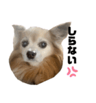 愛犬ごくぅのスタンプ①（個別スタンプ：6）