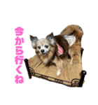 愛犬ごくぅのスタンプ①（個別スタンプ：7）