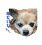 愛犬ごくぅのスタンプ①（個別スタンプ：13）