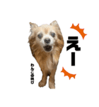 愛犬ごくぅのスタンプ①（個別スタンプ：14）