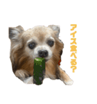 愛犬ごくぅのスタンプ①（個別スタンプ：15）