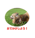愛犬ごくぅのスタンプ①（個別スタンプ：16）