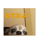 愛犬ごくぅのスタンプ①（個別スタンプ：17）
