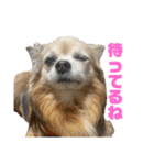 愛犬ごくぅのスタンプ①（個別スタンプ：18）