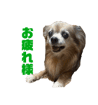 愛犬ごくぅのスタンプ①（個別スタンプ：19）