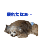 愛犬ごくぅのスタンプ①（個別スタンプ：21）
