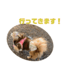 愛犬ごくぅのスタンプ①（個別スタンプ：30）