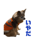 愛犬ごくぅのスタンプ①（個別スタンプ：33）
