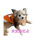 愛犬ごくぅのスタンプ①（個別スタンプ：34）