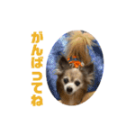 愛犬ごくぅのスタンプ①（個別スタンプ：35）