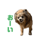 愛犬ごくぅのスタンプ①（個別スタンプ：37）