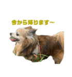 愛犬ごくぅのスタンプ①（個別スタンプ：38）