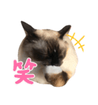 ラグドールはなな（個別スタンプ：2）
