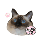 ラグドールはなな（個別スタンプ：3）