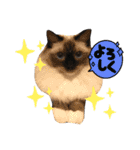 ラグドールはなな（個別スタンプ：6）