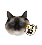 ラグドールはなな（個別スタンプ：13）