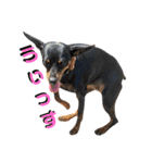 名犬サクちゃん7（個別スタンプ：3）