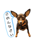 名犬サクちゃん7（個別スタンプ：6）