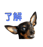 名犬サクちゃん7（個別スタンプ：7）