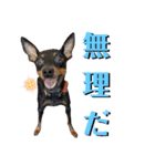 名犬サクちゃん7（個別スタンプ：8）