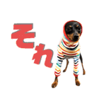 名犬サクちゃん7（個別スタンプ：9）