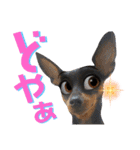 名犬サクちゃん7（個別スタンプ：11）