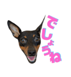 名犬サクちゃん7（個別スタンプ：13）