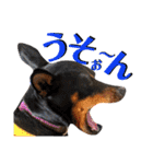 名犬サクちゃん7（個別スタンプ：14）