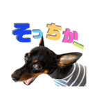 名犬サクちゃん7（個別スタンプ：15）