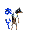 名犬サクちゃん7（個別スタンプ：16）