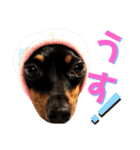 名犬サクちゃん7（個別スタンプ：17）