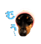 名犬サクちゃん7（個別スタンプ：18）