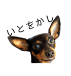 名犬サクちゃん7（個別スタンプ：19）