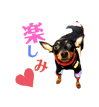 名犬サクちゃん7（個別スタンプ：21）