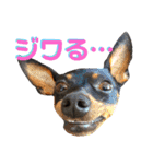 名犬サクちゃん7（個別スタンプ：24）