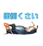 名犬サクちゃん7（個別スタンプ：25）