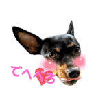 名犬サクちゃん7（個別スタンプ：26）