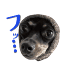 名犬サクちゃん7（個別スタンプ：27）