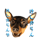 名犬サクちゃん7（個別スタンプ：30）