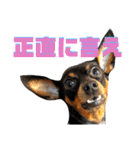 名犬サクちゃん7（個別スタンプ：34）