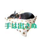 名犬サクちゃん7（個別スタンプ：35）