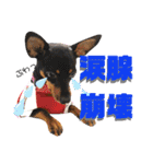 名犬サクちゃん7（個別スタンプ：36）