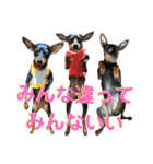 名犬サクちゃん7（個別スタンプ：39）
