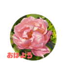 ゆきちゃんスタンプ11（個別スタンプ：6）