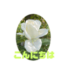 ゆきちゃんスタンプ11（個別スタンプ：15）