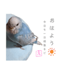 泉家 〜思いやりインコ〜（個別スタンプ：2）