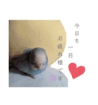 泉家 〜思いやりインコ〜（個別スタンプ：3）